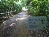HSBC TreeTop Walk 09