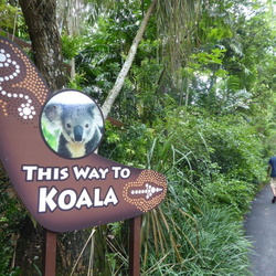 Koala Mania at the Singapore Zoo