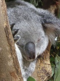 Singapore zoo koala 07