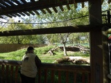 woodland park zoo seattle 13