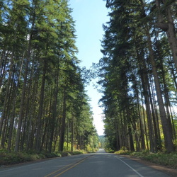 Mount Rainer National Park