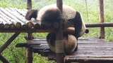 chengdu panda research 018