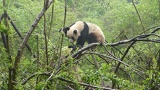chengdu panda research 020