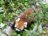 chengdu panda research 026