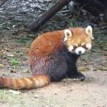 chengdu panda research 028