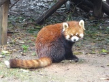 chengdu panda research 028