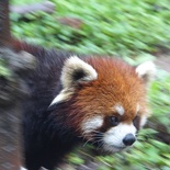 chengdu panda research 031