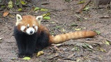 chengdu panda research 039