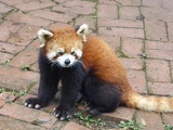 chengdu panda research 042