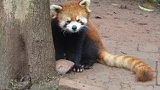 chengdu panda research 041