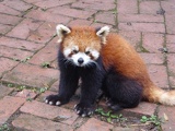 chengdu panda research 043