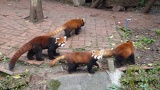 chengdu panda research 045