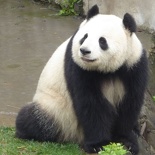 chengdu panda research 063