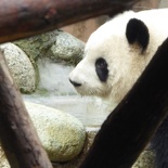 chengdu panda research 062