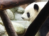 chengdu panda research 062