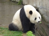 chengdu panda research 065