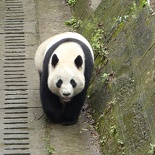chengdu panda research 067