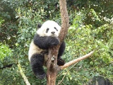 chengdu panda research 071
