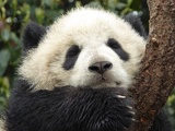 chengdu panda research 072