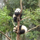 chengdu panda research 073