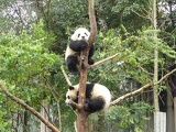 chengdu panda research 073