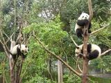 chengdu panda research 075
