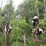 chengdu panda research 076