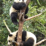 chengdu panda research 077