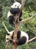 chengdu panda research 077