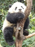chengdu panda research 078