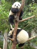chengdu panda research 081