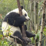 chengdu panda research 080