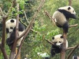 chengdu panda research 083