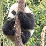 chengdu panda research 084