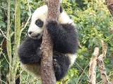 chengdu panda research 084
