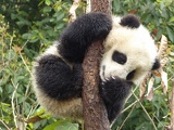 chengdu panda research 085
