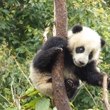 chengdu panda research 086