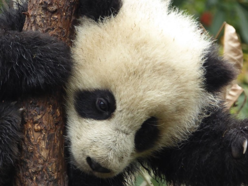 chengdu panda research 088