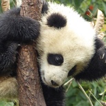 chengdu panda research 089