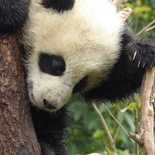 chengdu panda research 090