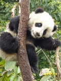 chengdu panda research 091
