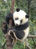 chengdu panda research 093