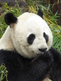 chengdu panda research 102