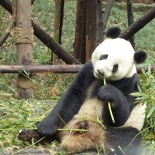chengdu panda research 104