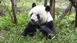 chengdu panda research 013