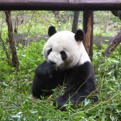 Chengdu Research Base of Giant Panda Breeding