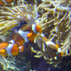 SEA Aquarium Sentosa