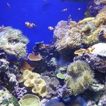 SEA-aquarium-sentosa-031