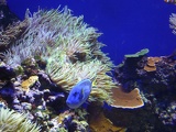 SEA-aquarium-sentosa-033