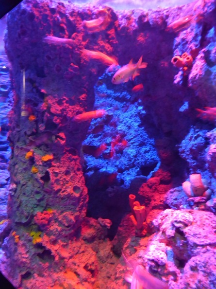 SEA-aquarium-sentosa-036.jpg